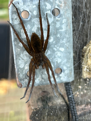 Dolomedes plantarius