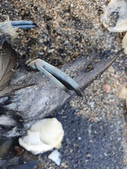 Pelecanoides urinatrix