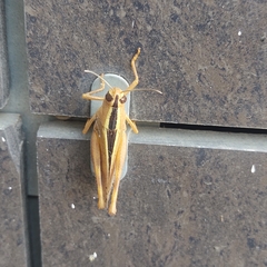 Eyprepocnemis plorans