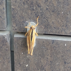 Eyprepocnemis plorans