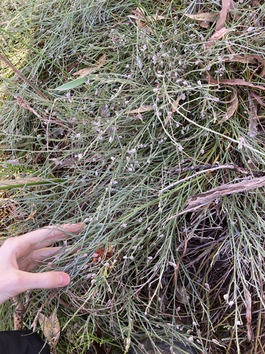 Image of Jacksonia sericea by (c) Thomas Mesaglio, some rights reserved (CC BY)