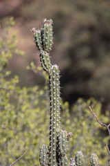 Harrisia tetracantha