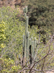 Harrisia tetracantha