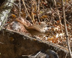 Tarphonomus harterti