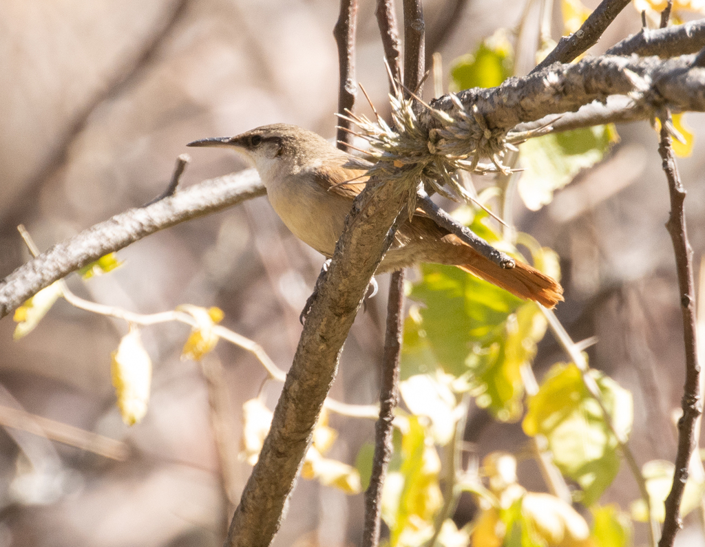 Bolivian Earthcreeper (Tarphonomus harterti) photo