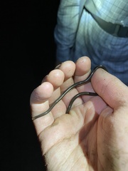 Liotyphlops albirostris