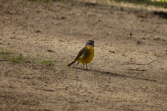 Eopsaltria australis australis