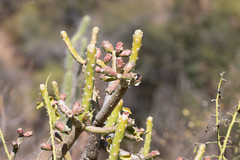 Quiabentia verticillata