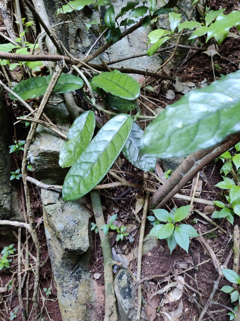 Hoya globulosa (Hoya globulosa)