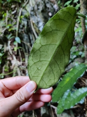 Hoya globulosa