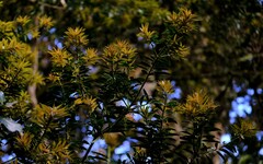 Podocarpus oleifolius