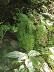 Adiantum philippense