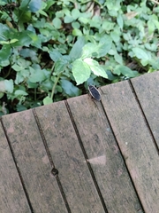 Iphita limbata