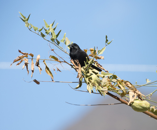 Bolivian Blackbird (Oreopsar bolivianus), photo 6