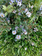 Asteraceae