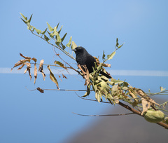 Oreopsar bolivianus