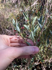 Daviesia nudiflora