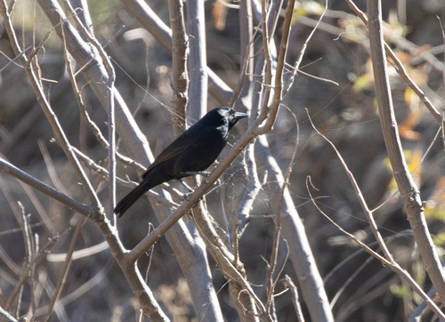 Bolivian Blackbird (Oreopsar bolivianus), photo 3