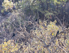 Oreopsar bolivianus