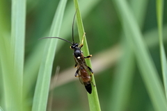 Ichneumon confusor