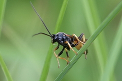 Ichneumon confusor