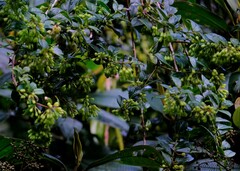 Vaccinium poasanum
