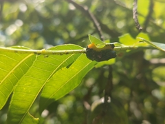 Podontia affinis