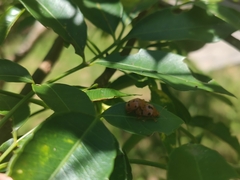 Podontia affinis
