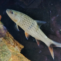 Hampala macrolepidota