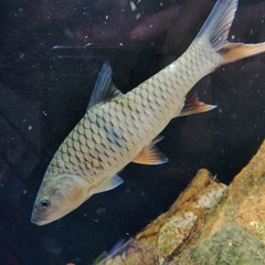 Hampala macrolepidota