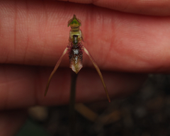 Chiloglottis diphylla