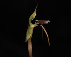 Chiloglottis diphylla