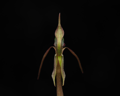 Chiloglottis diphylla