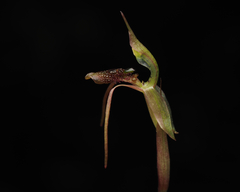 Chiloglottis diphylla