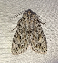 Andropolia aedon