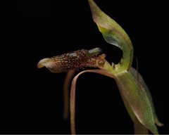Chiloglottis diphylla