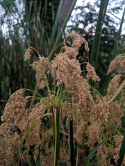 Scirpus pedicellatus