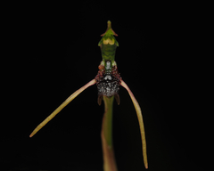 Chiloglottis diphylla