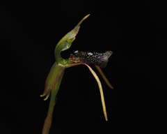 Chiloglottis diphylla
