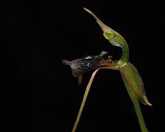 Chiloglottis diphylla