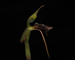 Chiloglottis diphylla