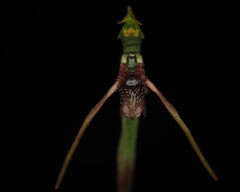 Chiloglottis diphylla