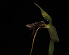 Chiloglottis diphylla