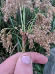 Scirpus pedicellatus