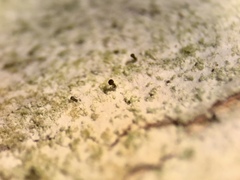 Chaenothecopsis ochroleuca