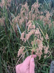 Scirpus pedicellatus