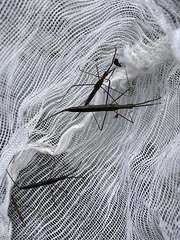 Ranatra quadridentata