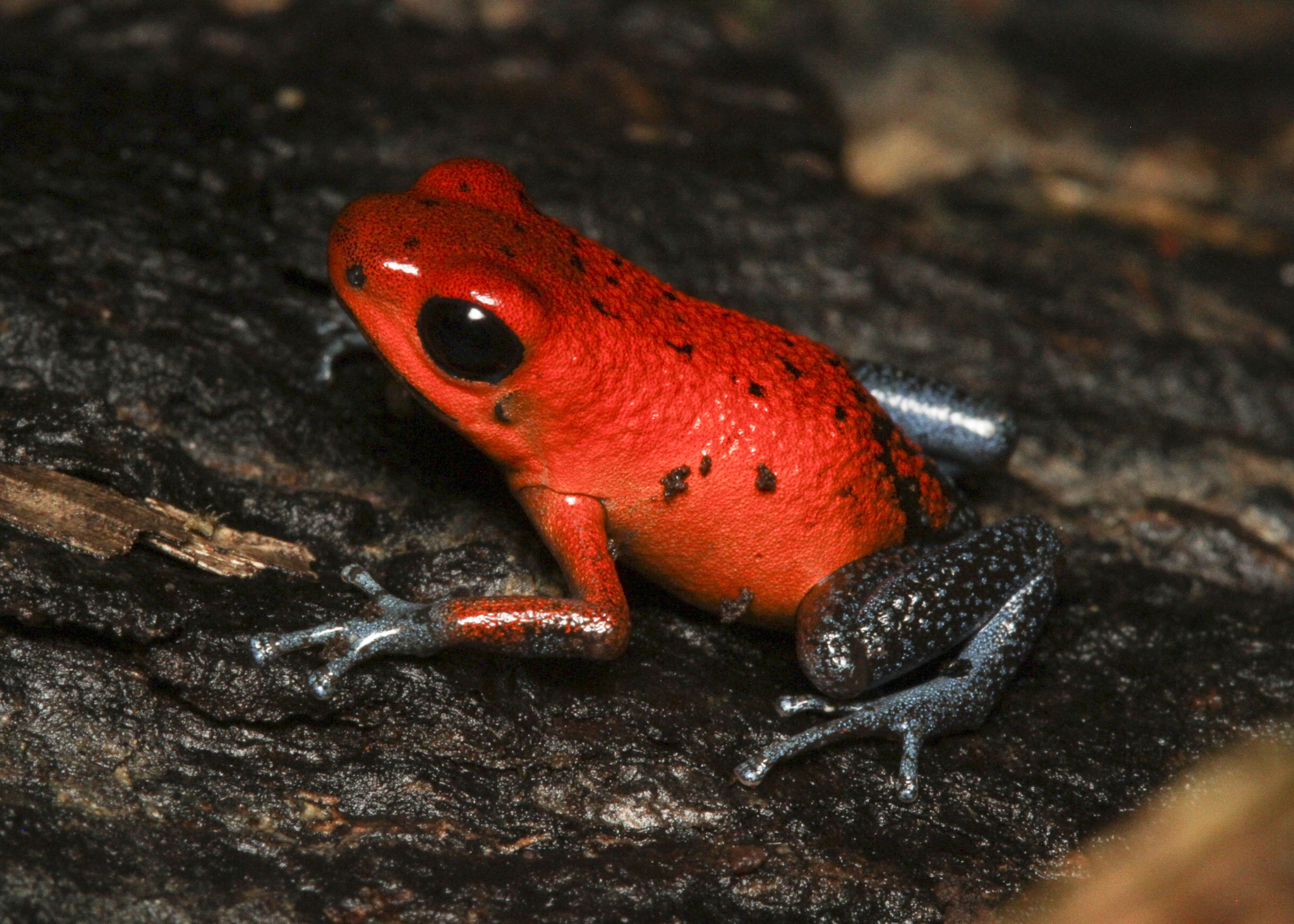 Strawberry poison-dart frog - Wikipedia