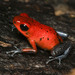 Strawberry Poison Dart Frog - Photo (c) Shanelle Wikramanayake, some rights reserved (CC BY-NC), uploaded by Shanelle Wikramanayake