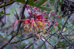 Grevillea bipinnatifida